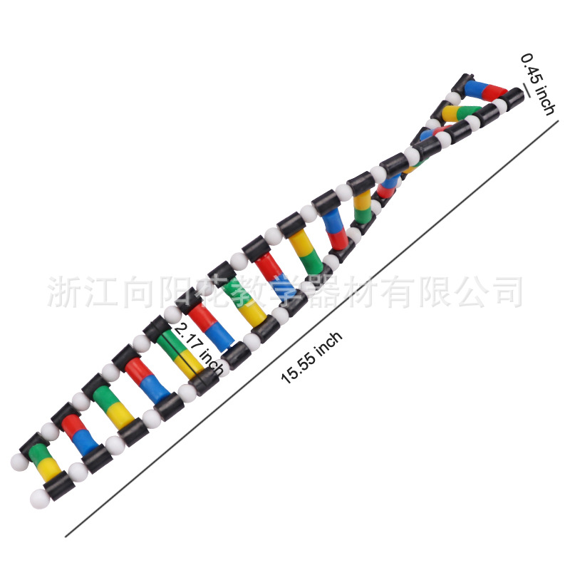 厂家销售33307 DNA双螺旋结构模型生物医疗教学模型系列教学仪器