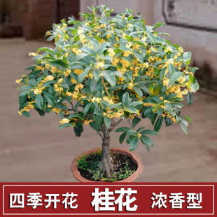 ���ļ��_����������ͥԺ�G�����^�����ͻ��ܾGֲ�҃Ⱥ��B�Ļ���