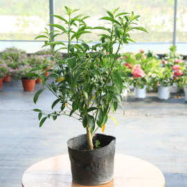 浓香夜来香花树苗九里香夜来香盆栽绿植花卉植物室内花苗当年开花