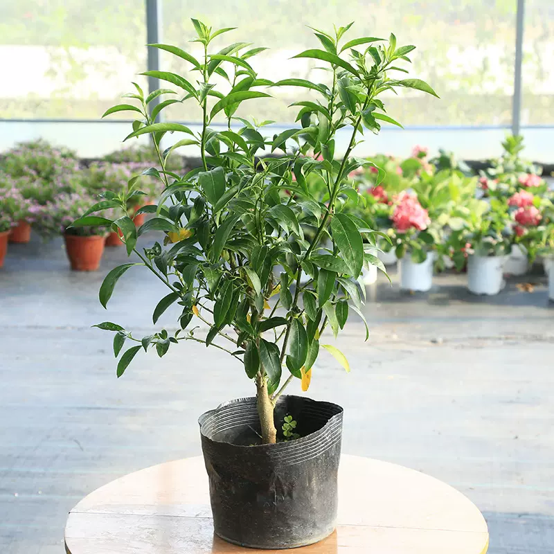 浓香夜来香花树苗九里香夜来香盆栽绿植花卉植物室内花苗当年开花