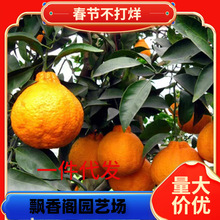 һ�����l���Ե���ɽ高����ј���䗗��J�����Ә��Ҙ�ʯ������