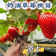 ���Ͳ�ݮ�����Լt�ݮ���B����l؛�ϱ���ͥԺ�̨�ɷNֲ