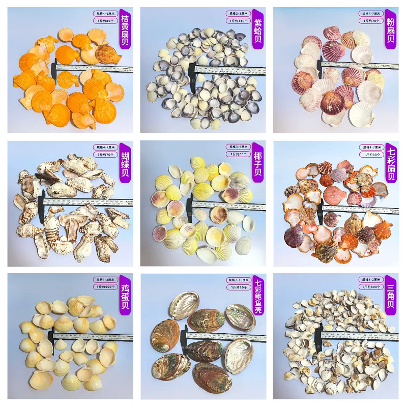 Natural Conch Shells Wholesale by the Pound, Origin, Fish Tank Landscaping, Crafts and Supplies 1- 10cm Scallops Natural Conch Shells Wholesale by the Pound, Origin, Fish Tank Landscaping, Crafts and Supplies 1- 10cm Scallops