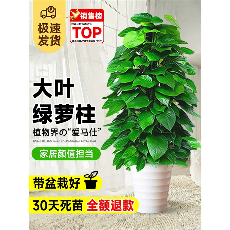 Колонна из крупнолистовой зеленой редьки в горшке поглощает формальдегид, зеленое растение в помещении, масштабная очистка воздуха, офисная зеленая корзина, гостиная, простая в обслуживании