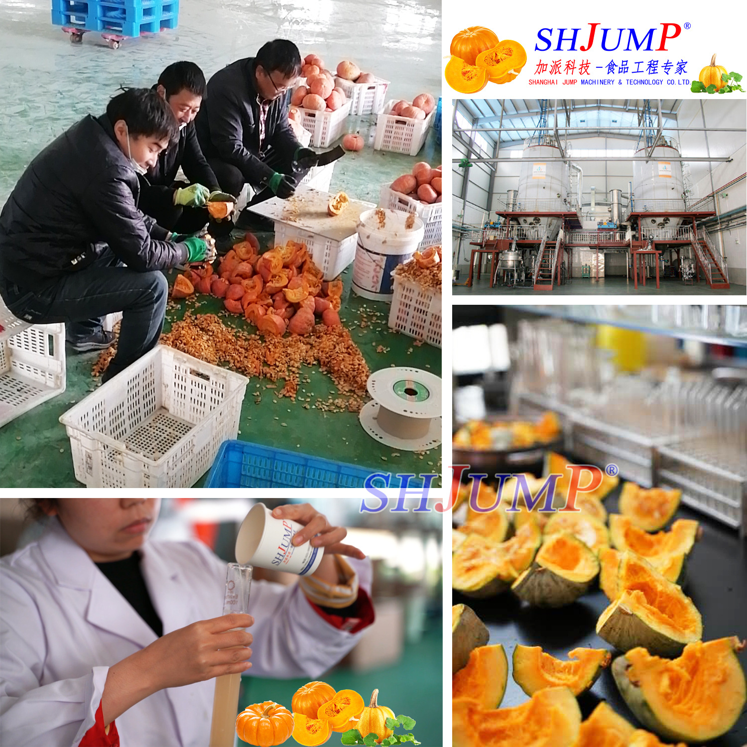 南瓜粉加工生產線1