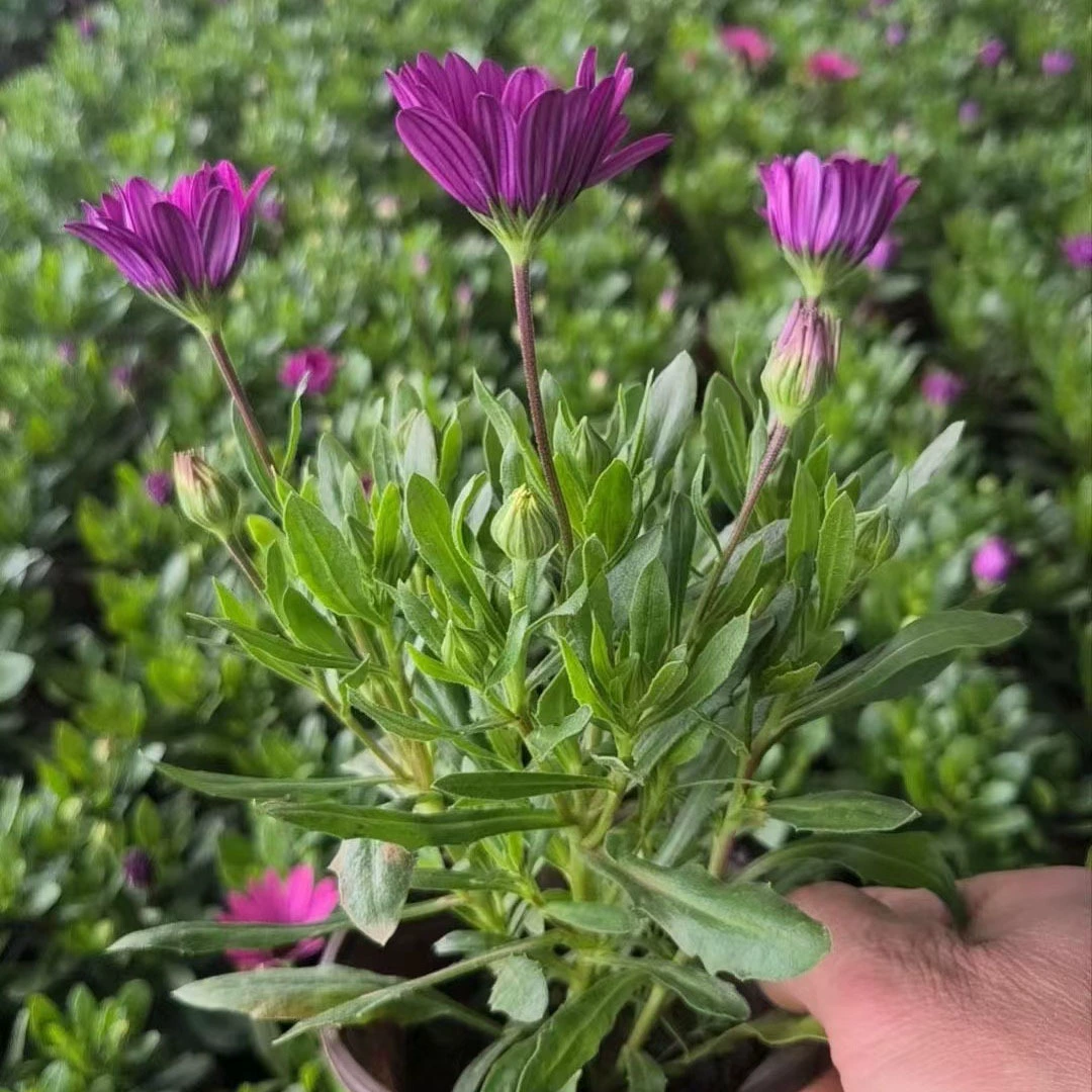 Южноафриканский календула, цветочная клумба смешанного цвета, цветочная окантовка, балкон, цветочные растения в горшках, однолетние и двухлетние семена цветов