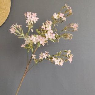 �������χ�ɫ���㻨�m���� ��ʽ���s�ҾӘӰ��g��c�OӋ�b����l