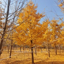 Їy֮l-Nֱ10yӘ ֱN CRȫ 