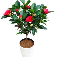 带花苞茶花盆栽四季树苗山茶花苗室内植物好养五色赤丹浓香型花卉