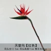 Paradise Bird-Red
