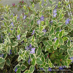 ���۾G�������� ���w�G�����x ���~�� ���A������ ����������