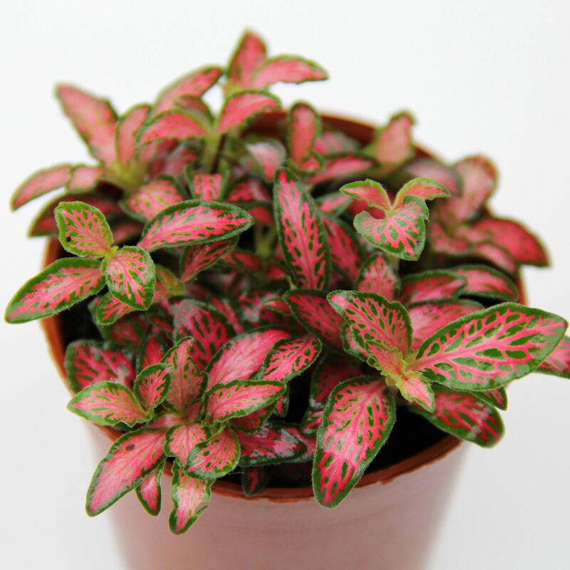 Moss Micro Landscape Background Plants Creative Small Potted Forest Flame Reticulated Grass Red Reticulated Grass Wholesale