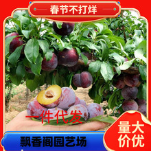 һ�����l�������ӹ�������Ʒ��÷�S�����A�޽����Ә����ϱ����̨