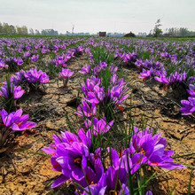 食用藏红花大种球种子籽苗西红花番红花耐寒盆栽花卉土培多年生