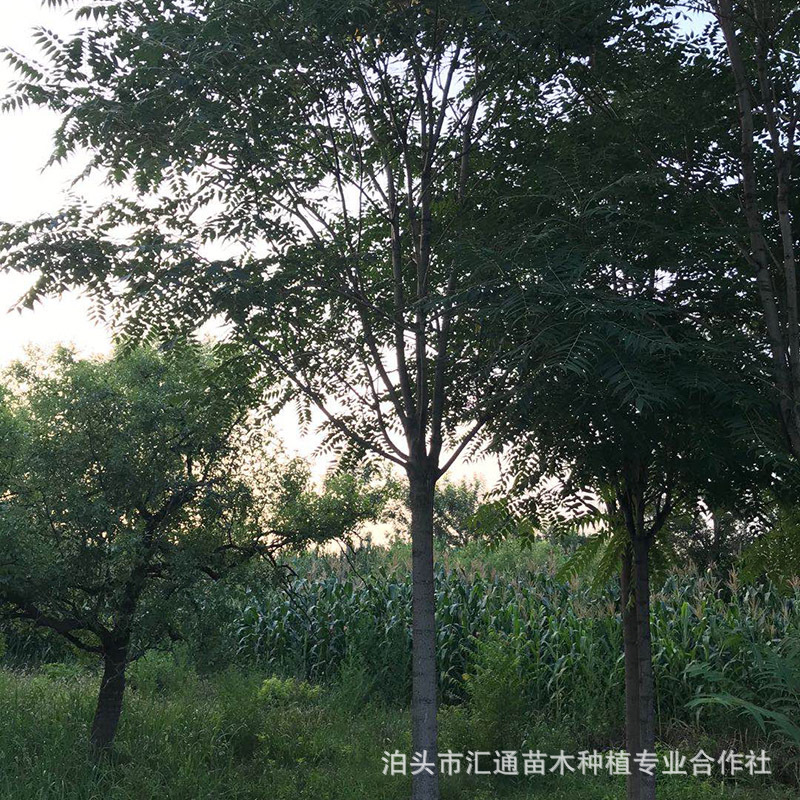 椿树长年批发 供应 椿树 樗白皮 椿树 臭椿皮 椿树 小苗-阿里巴巴