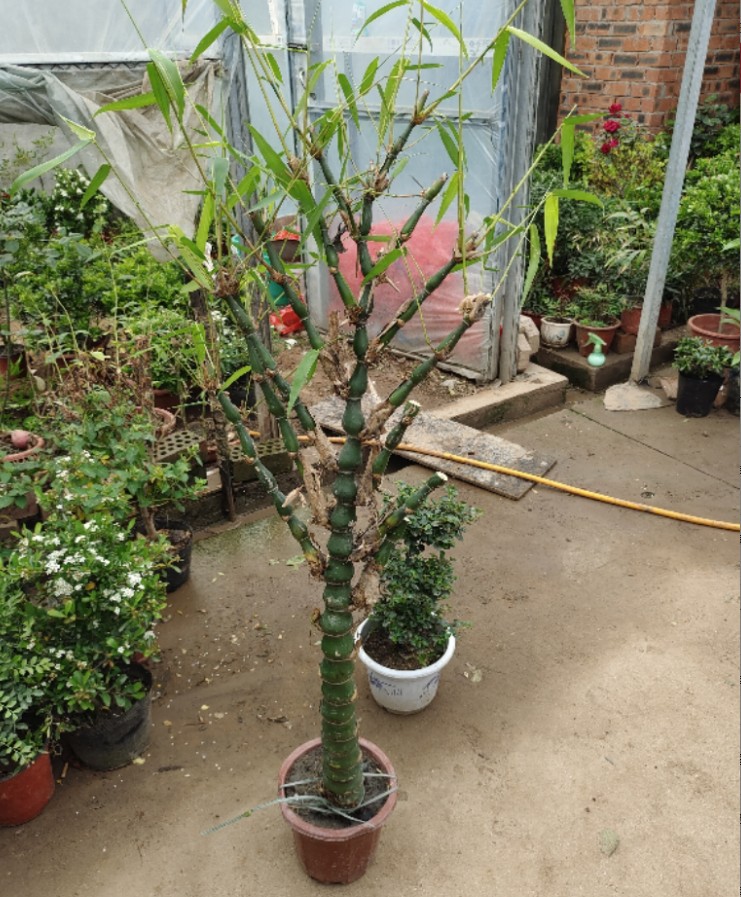 굵기 5cm 이상의 대형 묘불배대나무 1개, 높이 약 1.3m