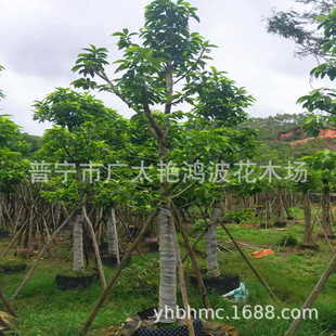 �V�|�Ռ���ֲ���ؾG������ ���m/��/��/�S���m�޽����m��ֲ���ľ