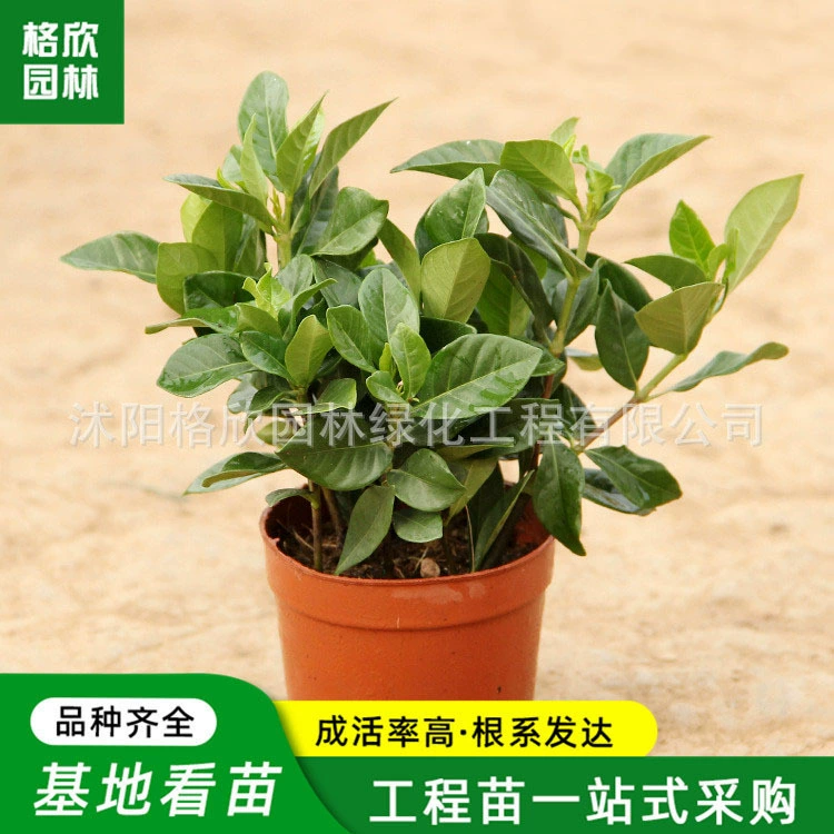 Гардения в горшке оптом двор парк клумба Цветочные растения Four Seasons вечнозеленые Ароматические Цветы гардения Цветочные саженцы