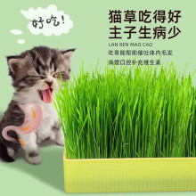 懒人无土水培猫草盒猫咪吐毛球化毛促消化栽培猫薄荷零食宠物食品