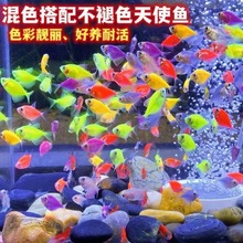天使观赏鱼热带淡水群游不褪色七彩神仙鱼斑马孔雀鱼可混养