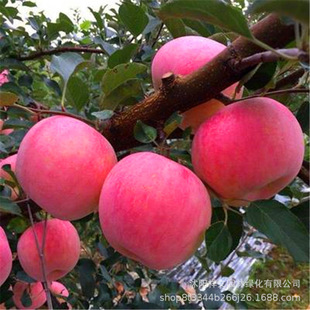 �������l�N���O���� �޽��O������ �m���ϱ�����ֲ ����������l