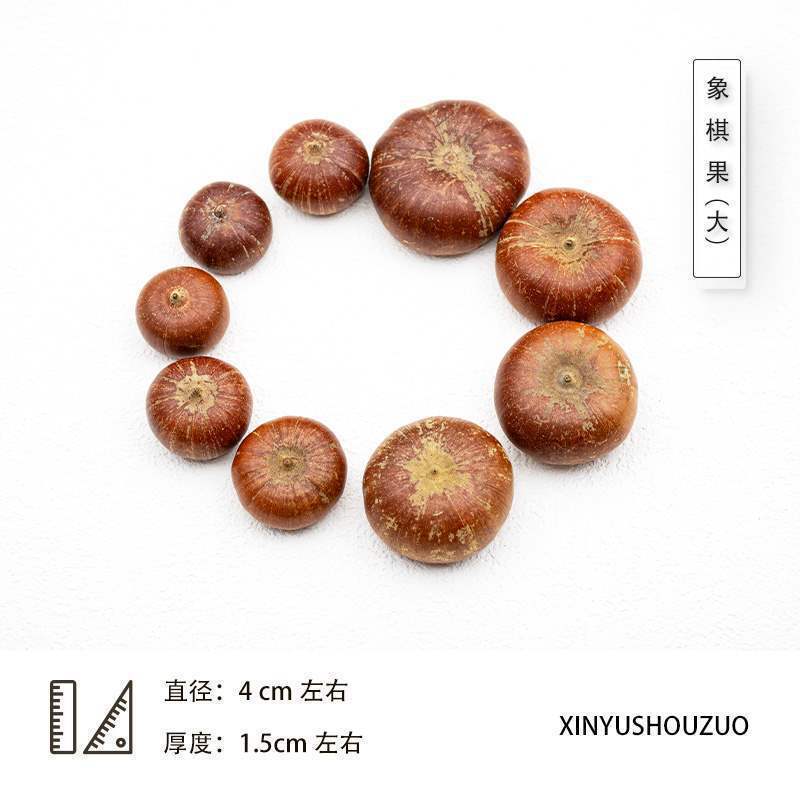 ドライフルーツ 松ぼっくりの種子標本 植物の実 手作りドライフラワー素材 猫の豊かな環境 幼稚園 自然|undefined