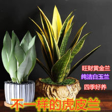 黄金兰盆栽白玉虎皮兰花卉绿植吸甲醛净化空气好养室内外耐寒耐热