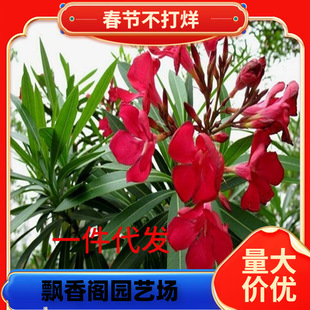 һ�����l�t�A���Ҙ������~�������Ի����ļ�ͥԺ�h��Ժ���@�־G��