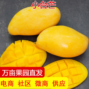 Xiotai nong mango Свежие тропические тропические фрукты Золотой маленький мангон Манг Манго Манг Дакин Манг