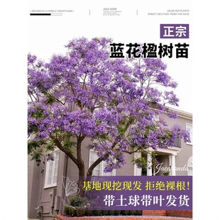 �{��麘������Ϙ��ͺ��������F�����L�����ľ��ɫ�G��ͥԺ�Nֲ