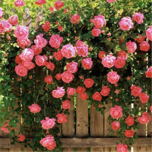 Rose Flower Climbing Vine Rose Rose Blooming in All Seasons Wall Climbing Green Plant Courtyard Greening Good Plants Indoor Florals