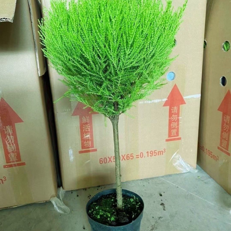 ∑∶ ◇ ±〈고품질 막대사탕 60cm개 정도∝