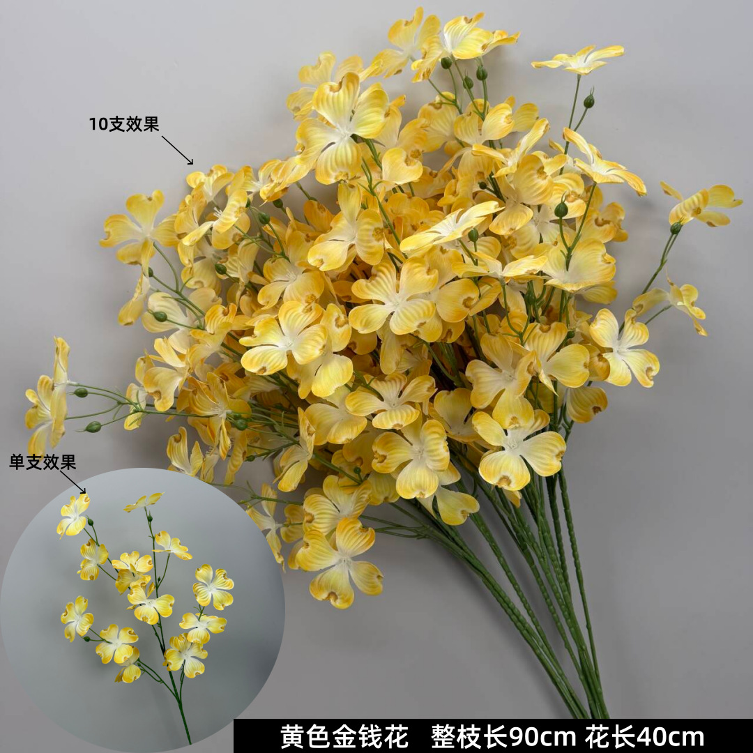 황금색 금전화