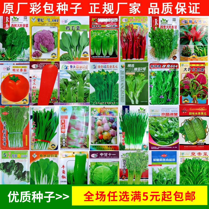 四季播蔬菜种子草莓辣椒番茄白菜黄瓜香菜籽花卉孑阳台蔬果种夏季