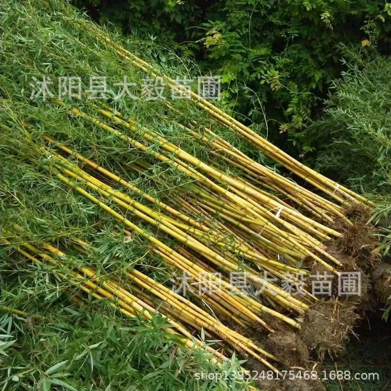 Бамбук саженцы оптом Золото Бамбук саженцы Базы Оптом