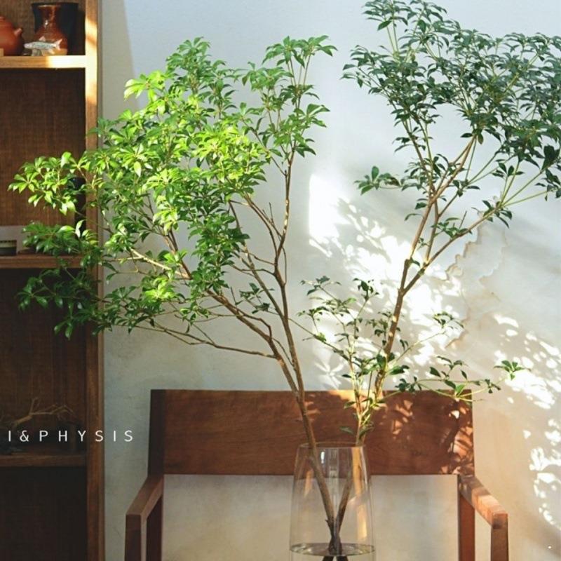 马醉木水养植物鲜切树枝条室内绿植日式吊钟水养盆栽厂家直销批发