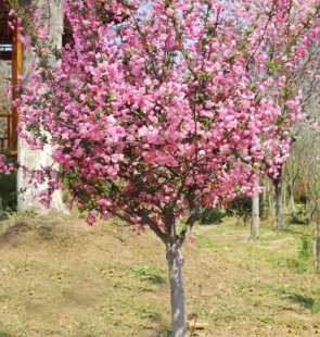 Dropshipping Courtyard Ground Planting Large Tall Crabapple Saplings Xifu Crabapple Hanging Silk Crabapple Flower Cold-Resistant Plant Flower
