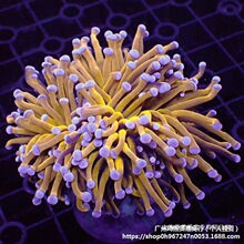 柴头珊瑚沙巴澳洲印尼金火柴头大集合珊瑚活体火炬圣杯珊瑚