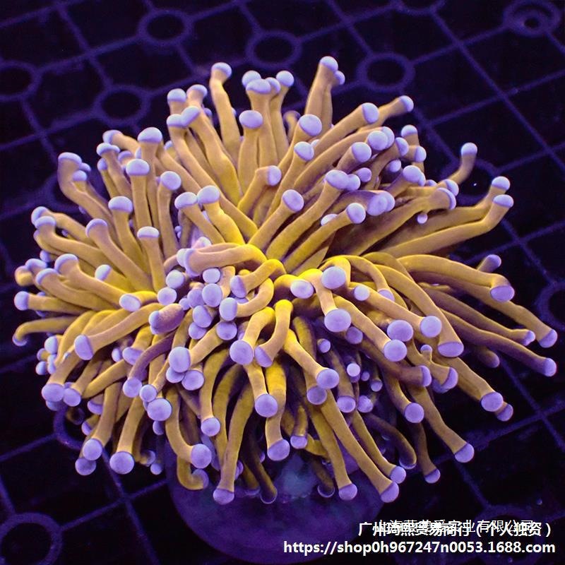 柴头珊瑚沙巴澳洲印尼金火柴头大集合珊瑚活体火炬圣杯珊瑚