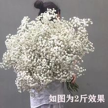 白色满天星新鲜花百万星云南昆明基地直发配草花束真花按斤称批发