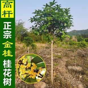 һ�����l����ԭ������𻨘������ͥԺ������F�����S����¹���