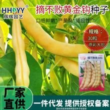 摘不败黄金钩豆角种子油豆秋季芸豆种子无丝豆角鲜嫩架芸豆种籽