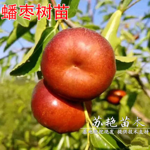 �ش���������󴗗�� �ڸд���޽ӗ��Ә����ϱ������ԷNֲ����