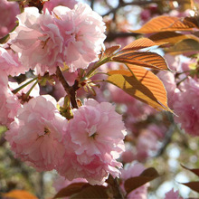 日本重瓣樱花树苗盆栽地栽南北方庭院种植风景树嫁接樱花大树苗