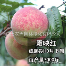 瑞源冬桃树苗 桃树映霜红 冬桃苗冬桃树苗南北方种植当年结果