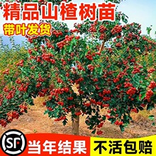 ɽ高���������ش�ɽ髹������޽Ӽt��ͥԺ�ϱ����Nֲ����Y��