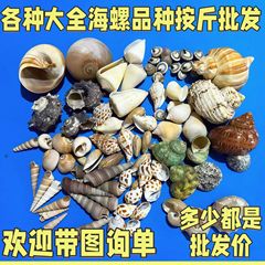 各种海螺批发按斤鱼缸微景观漂流瓶配件地中海装饰手工diy材料