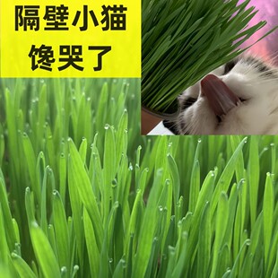 ؈���������L�û�ë��С���Nֲˮ��I�B���N���ԷN��ʳ�o������