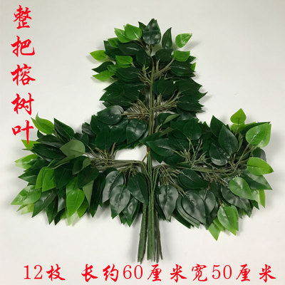 Una hoja verde de Banyan (12 ramas)