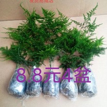 文竹盆栽室内绿植物花卉水培云竹矮大苗老桩客厅茶台好养四季常青